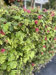 Calliandra tergemina