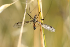 Leptotarsus rufibasis