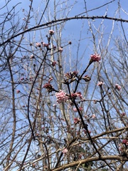 Viburnum farreri