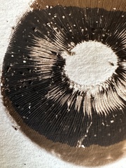 Agaricus bisporus