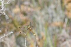 Austrothemis nigrescens