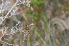 Austrothemis nigrescens