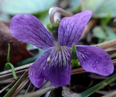 Viola walteri