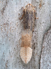 Ledromorpha planirostris