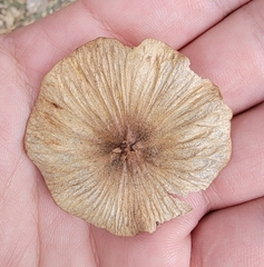Cyclocarya paliurus