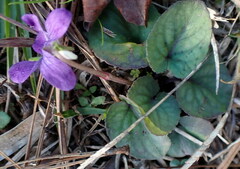 Viola walteri