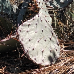 Opuntia phaeacantha