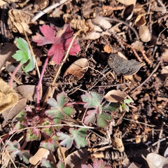 Geranium caespitosum