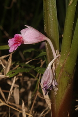 Boesenbergia rotunda