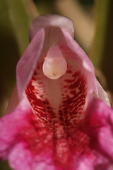Boesenbergia rotunda