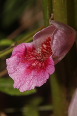 Boesenbergia rotunda
