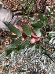 Cinnamomum subavenium