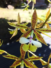 Epidendrum stamfordianum