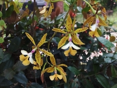Epidendrum stamfordianum