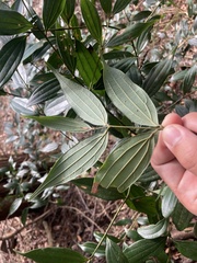 Cinnamomum subavenium