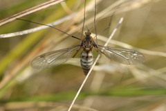 Leptotarsus rufibasis