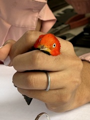 Ceratopipra mentalis