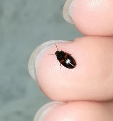 Diaperinae