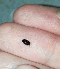 Diaperinae