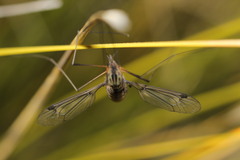 Leptotarsus rufibasis