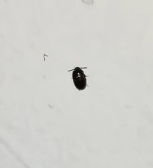 Diaperinae