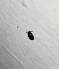 Diaperinae