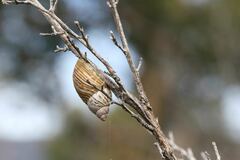 Bothriembryon tasmanicus