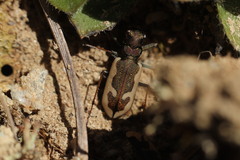 Neocicindela latecincta