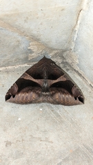 Poaphilini