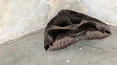 Poaphilini