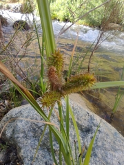 Carex excelsa