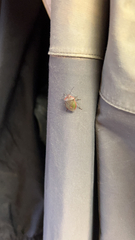 Chlorochroa