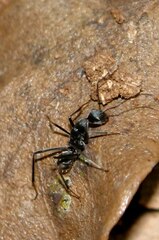 Camponotus hoplites