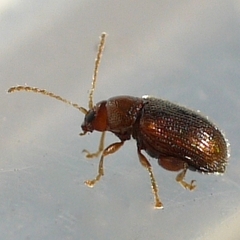 Epitrix humeralis