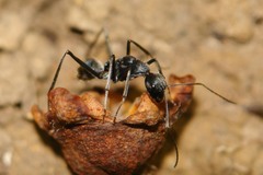 Camponotus hoplites