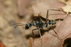 Camponotus hoplites