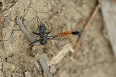 Leptomyrmex pallens