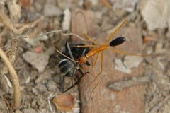 Leptomyrmex pallens