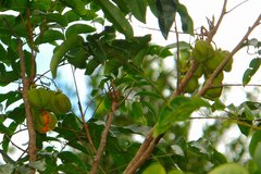 Harpullia austrocaledonica