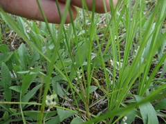 Carex siccata
