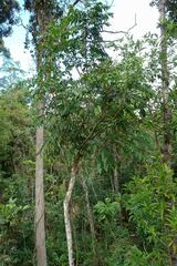 Harpullia austrocaledonica