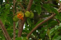 Harpullia austrocaledonica