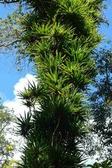 Pandanaceae