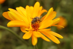 Eristalinus sepulchralis