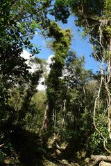 Pandanaceae