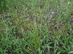 Carex siccata