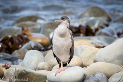 Phalacrocorax punctatus