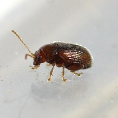 Epitrix humeralis