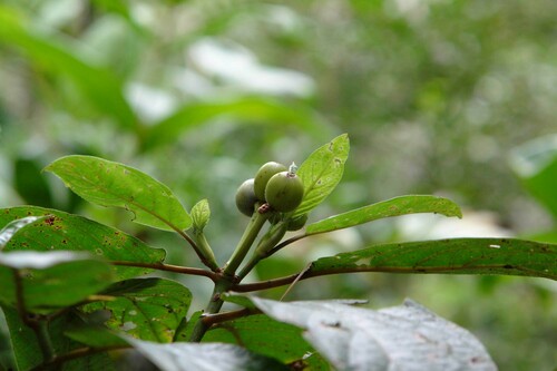 Psychotria pancheri observed 2007-08-16