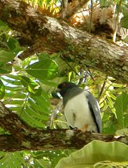 Accipiter haplochrous